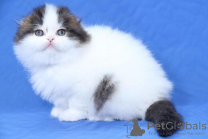 Zdjęcie №4. Sprzedam scottish fold w Куопио.  - cena - 837zł