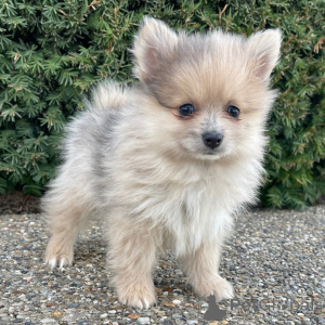 Zdjęcie №1. szpic miniaturowy - na sprzedaż w Berlin | 1779zł | Zapowiedź №136000