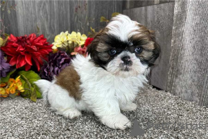 Zdjęcie №1. shih tzu - na sprzedaż w Oświęcim | 1531zł | Zapowiedź №133192