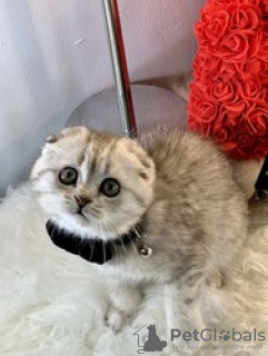 Zdjęcie №3. iloiset Scottish Fold -pennut, 10 viikkoa vanhat Pentumme lähtevät kotoa. Finlandia