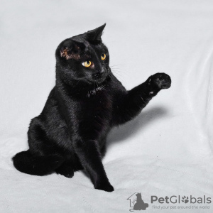Zdjęcie №3. Dwa czarne jak węgiel koty Bagheera i Rusya szukają domu. Federacja Rosyjska