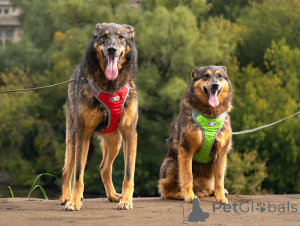 Zdjęcie №2 do zapowiedźy № 152308 na sprzedaż  pies nierasowy - wkupić się Federacja Rosyjska prywatne ogłoszenie