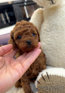 Zdjęcie №1. pudel (zabawka) - na sprzedaż w Miasto Londynu | Bezpłatny | Zapowiedź №157432