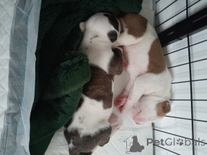 Zdjęcie №3. Amerikanische Bulldogge, Nicht XL. Niemcy