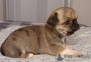 Dodatkowe zdjęcia: Chihuahua Red Sable Mini Boy