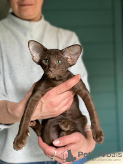 Zdjęcie №3. krótkowłosy orientalny. Estonia