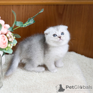 Zdjęcie №1. scottish fold - na sprzedaż w Lyon | negocjowane | Zapowiedź № 158648