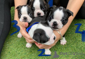 Zdjęcie №3. Urocze szczenięta Boston Terrier do bezpłatnej adopcji. Niemcy