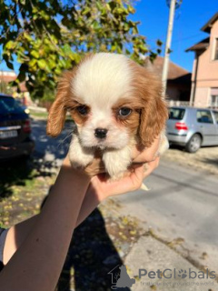 Zdjęcie №1. cavalier king charles spaniel - na sprzedaż w Zrenjanin | negocjowane | Zapowiedź №82048