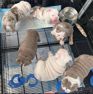 Zdjęcie №2 do zapowiedźy № 157880 na sprzedaż  buldog angielski - wkupić się Niemcy ze schronu, hodowca