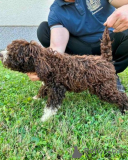 Zdjęcie №2 do zapowiedźy № 140774 na sprzedaż  lagotto romagnolo - wkupić się Serbia 