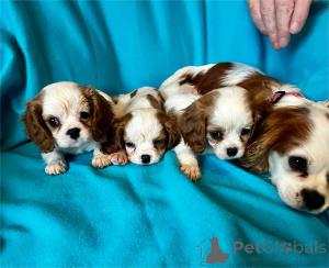 Zdjęcie №1.  - na sprzedaż w Böbingen | 1674zł | Zapowiedź №154608