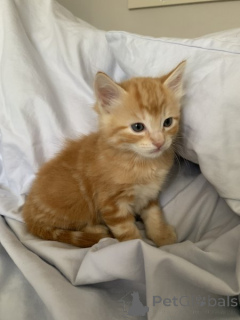 Zdjęcie №2 do zapowiedźy № 135179 na sprzedaż  maine coon - wkupić się Niemcy prywatne ogłoszenie, od żłobka, ze schronu, hodowca