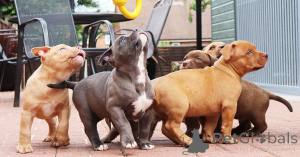 Zdjęcie №2 do zapowiedźy № 164838 na sprzedaż  buldog amerykański - wkupić się Belgia prywatne ogłoszenie, hodowca