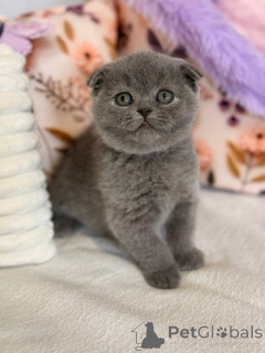 Zdjęcie №1. scottish fold - na sprzedaż w Beierdorf | 1674zł | Zapowiedź № 173643