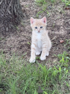 Zdjęcie №3. Mężczyzna - 1/4 Maine Coon - 9 tygodni. USA