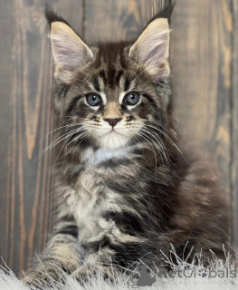 Zdjęcie №1. maine coon - na sprzedaż w Baden-Baden | 2631zł | Zapowiedź № 163460
