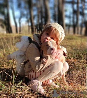 Zdjęcie №4. Sprzedam american bully w Charków. prywatne ogłoszenie, hodowca - cena - negocjowane