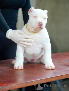 Zdjęcie №3. Słodkie, inteligentne i pełne blasku serce Novas świeci tak jasno jak gwiazdy.. Niemcy