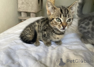 Zdjęcie №2 do zapowiedźy № 161179 na sprzedaż  munchkin - wkupić się Niemcy hodowca