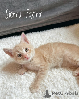 Zdjęcie №1. kot domowy - na sprzedaż w Monachium | 1913zł | Zapowiedź № 150627