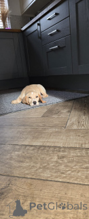 Zdjęcie №2 do zapowiedźy № 160860 na sprzedaż  beagle (rasa psa) - wkupić się Holandia prywatne ogłoszenie