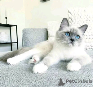 Zdjęcie №1. ragdoll - na sprzedaż w Monachium | 1435zł | Zapowiedź № 138748