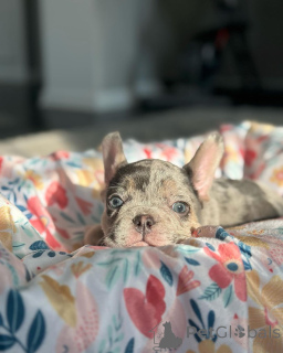 Zdjęcie №4. Sprzedam buldog francuski w Monachium. ze schronu, hodowca - cena - 3109zł