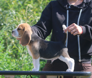 Zdjęcie №2 do zapowiedźy № 2899 na sprzedaż  beagle (rasa psa) - wkupić się Białoruś od żłobka