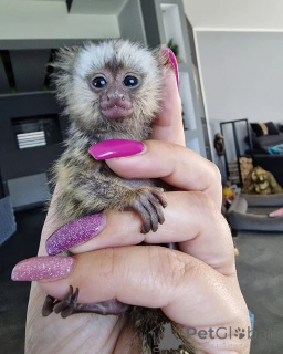 Zdjęcie №2 do zapowiedźy № 161696 na sprzedaż   - wkupić się Zjednoczone Emiraty Arabskie 