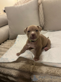 Zdjęcie №3. Kieszonkowe-bully-welpen Zu Verkaufen. Niemcy