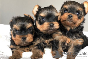 Zdjęcie №2 do zapowiedźy № 95817 na sprzedaż  yorkshire terrier - wkupić się Niemcy prywatne ogłoszenie