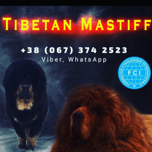 Dodatkowe zdjęcia: Sprzedaż Tybetu