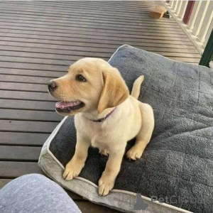 Zdjęcie №3. Poznaj Coopera, poszukiwacza przygód o złotym sercu! Zawsze gotowy na zabawę,. Niemcy