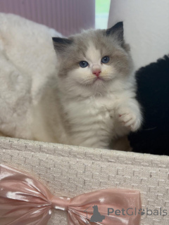 Zdjęcie №3. Przywitaj się z Luną, naszą słodką małą księżniczką, zabawną, kochającą i. Szwajcaria