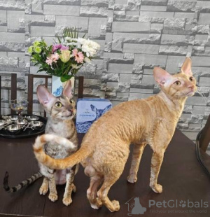 Zdjęcie №1. kot cornish rex - na sprzedaż w Гамбург | 837zł | Zapowiedź № 123672