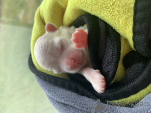 Zdjęcie №3. Maltańczyk Blinka. Federacja Rosyjska