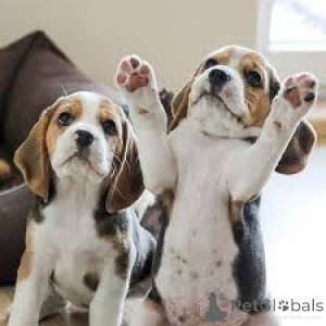 Zdjęcie №1. beagle (rasa psa) - na sprzedaż w Bruksela | 3348zł | Zapowiedź №162408