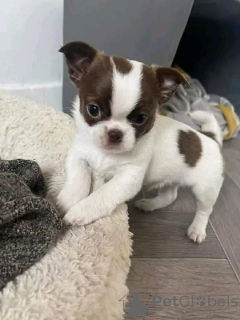 Zdjęcie №4. Sprzedam chihuahua (rasa psów) w Berlin. prywatne ogłoszenie, ze schronu - cena - 2631zł