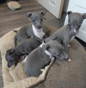Zdjęcie №1. charcik włoski - na sprzedaż w Tbilisi | negocjowane | Zapowiedź №174926
