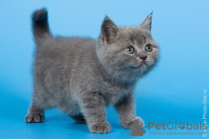 Zdjęcie №1. kot brytyjski krótkowłosy - na sprzedaż w Londyn | negocjowane | Zapowiedź № 95901