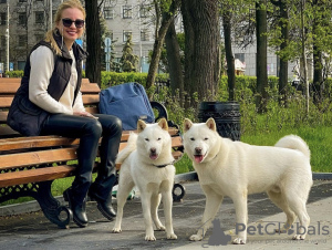 Zdjęcie №1. hokkaido (rasa psów) - na sprzedaż w Niżny Nowogród | negocjowane | Zapowiedź №41382