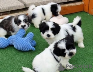 Zdjęcie №1. shih tzu - na sprzedaż w Bergen | negocjowane | Zapowiedź №175039