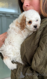 Zdjęcie №3. Acești pui Cavalier King Charles Spaniel de calitate. Rumunia