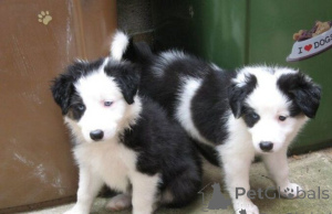 Zdjęcie №1. border collie - na sprzedaż w Brno | negocjowane | Zapowiedź №170702