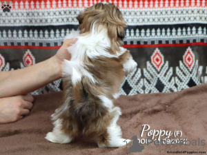 Zdjęcie №3. Piękne szczenięta Shih Tzu - dostępne do rezerwacji. Niemcy