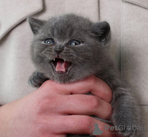 Zdjęcie №1. scottish fold - na sprzedaż w Nowy Jork | 1386zł | Zapowiedź № 102294