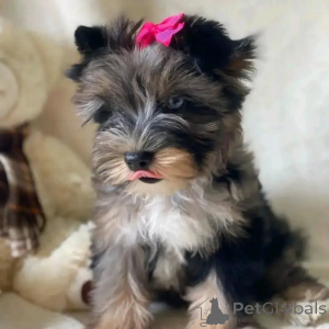 Zdjęcie №3. Poznaj Bentleya, naszego małego księcia o wielkim sercu i jeszcze większej. Niemcy