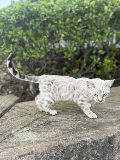 Zdjęcie №2 do zapowiedźy № 155415 na sprzedaż  kot bengalski - wkupić się Wielka Brytania prywatne ogłoszenie