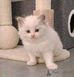 Zdjęcie №4. Sprzedam ragdoll w Heinävesi.  - cena - Bezpłatny